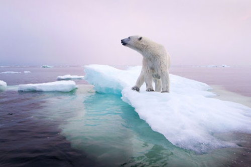 Los osos polares y el derretimiento del hielo