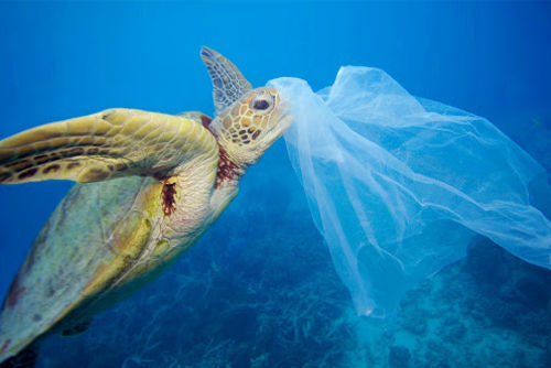 turtle killed by plastic